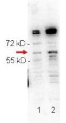 Western Blot: RelA/NFkB p65 [p Ser276] Antibody [NBP1-77827]